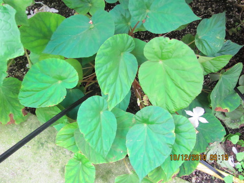 B. pavonina